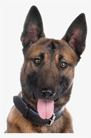 Belgian Shepherd - German Shepherd Vs Belgian Malinois Size