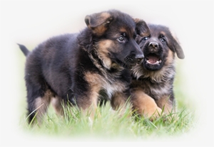 Best German Shepherd Puppy