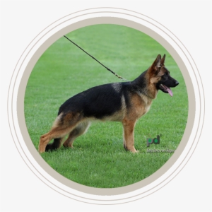 Dogs For Sale - German Shepherd