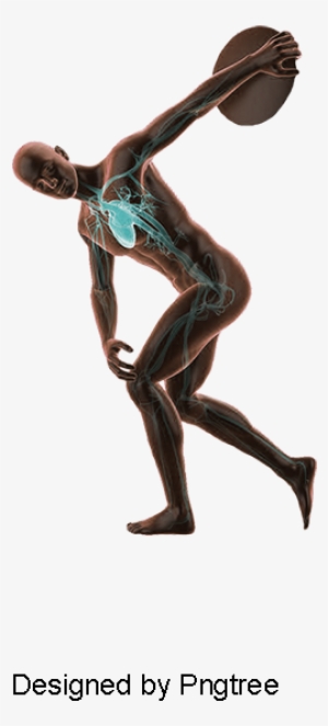 Human Muscle Tissue, Medical Action, Medical, Male - Human Body