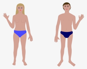 Lungs Clipart Black And White - Human Clipart