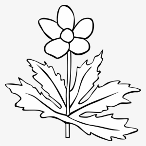 Anemone Canadensis Flower Outline Black And White Stock - Flower Clip Art