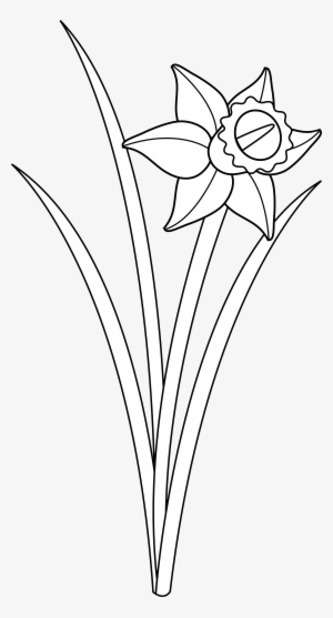 Lotus Flower Outline - Black And White Daffodil