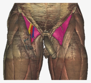 Femoral Triangle Floor - Femoral Triangle