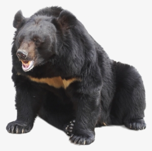 Related Wallpapers - Sun Bear Png