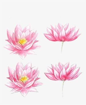 Jpg Transparent Stock Flowers Watercolor Painting Lotus - Watercolor Flowers Easy Draw