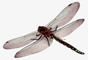 Dragonfly Png