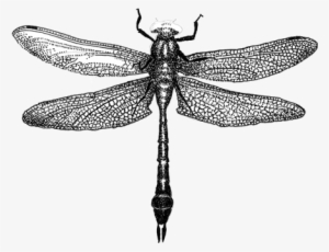 Dragonfly Drawings Designs - Dragonfly Drawing Png