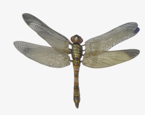 Colorful Vector Dragonfly - Dragonfly Png