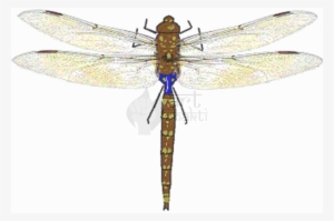 Dragonfly Graphics Art - Anax