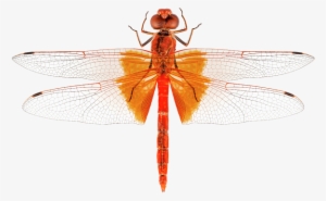 Bleed Area May Not Be Visible - Scarlet Dragonfly