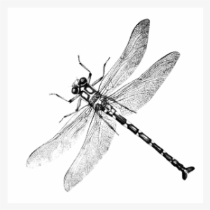 International Card Making Day - Net-winged Insects