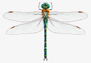Dragonfly Png Clip Art - Dragonfly Png