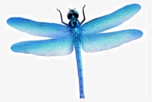Dragonfly Png Picture - Dragonfly Png