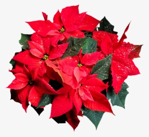 Download - Poinsettia Flower Transparent Background