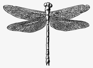 Clipart - Black And White Dragonfly Png