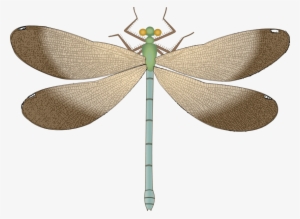Free Png Dragonfly Png Images Transparent - Dragonfly
