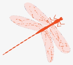Dragonfly - Portable Network Graphics