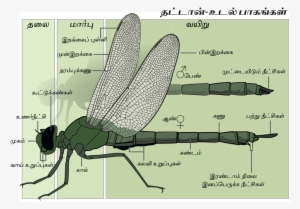 Dragonfly Anatomy Tamil- Final - Dragonfly