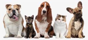 Dogs & Cats - Pets Cats And Dogs