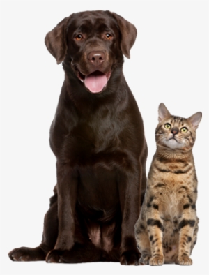 Dog Cat Group - Senior Dog And Cat