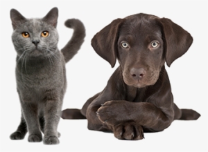 We Are Delighted To Announce That We Pledged Over £19000 - Gray Cat Breed Names