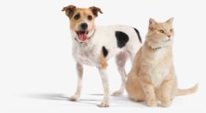 We're Here For You - Robenacoxib