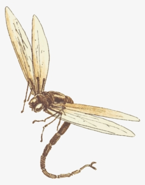 Dragonfly Download Png Image - Clip Art