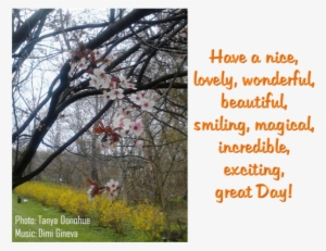 Have A Magical Day - Happy Birthday Surfer Card