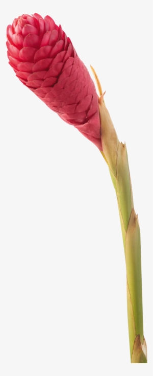 Jungle King - Make Tropical Flower Arrangements