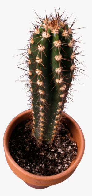 Free Png Classic Cactus Topview Png Images Transparent - Cactus