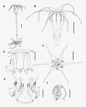A, Habit Of Flowering Plant - Flower