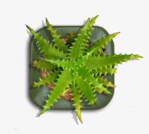 Tall Indoor Plant Png Download - Planter Top View
