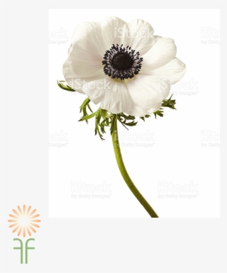 Anemone - Flower