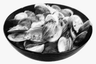 Clams - Monochrome