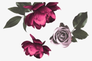 Filter Products - Mor