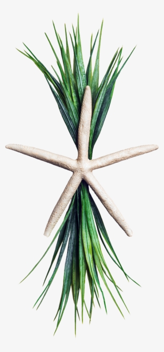 The Flat Starfish With Greens
