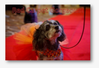 Red Carpet Gorgeous - Companion Dog
