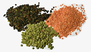 3 Types Of Lentil - Lentil Seeds