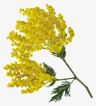 Publicat De Eu Ciresica La - Acacia Flower Png