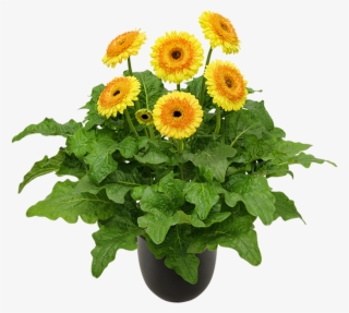 High Resolution Image, Download File - Barberton Daisy