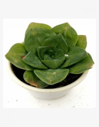 Haworthia Cuspidata Catevala Cuspidata Succulent - Cuspidata Succulent