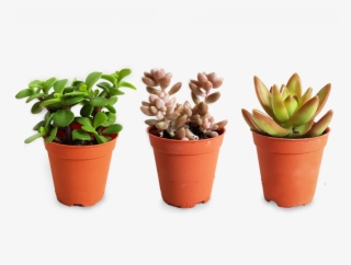Plant Care Guide The - Succulent Plant