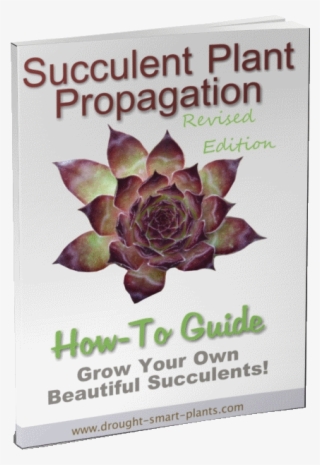 Learn All You Can About Making More Plants - Succulent Plant