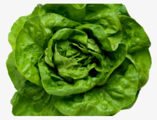 Lettuce Clipart Sad - Fejessaláta