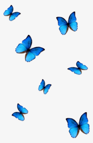 Kisspng Butterfly Blue Phengaris Alcon Blue Butterfly - Butterfly Effect Photo Editing