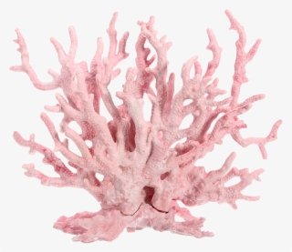 Dont Claim As Yours Pink Coralsea Coral Corals Pastel