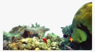 Start The Experience - Underwater