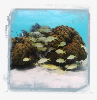 Snappers-introduction