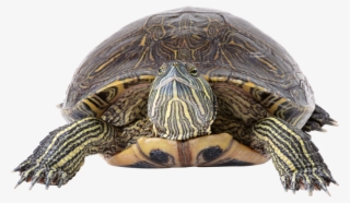 Turtle Png, Download Png Image With Transparent Background, - Brazil Turtle Transparent Background